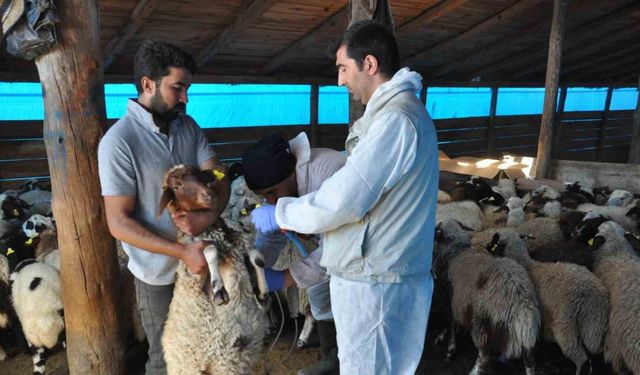 Kars’ta küçükbaş hayvanlara kayıt altına alınıyor