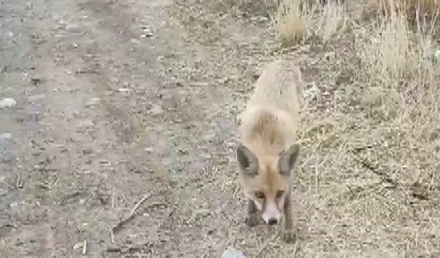 Yolda karşısına çıkan tilkiyi çerezle besledi