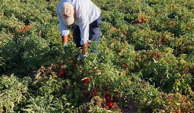 Ahlat’ta domates hasadında sona yaklaşılıyor