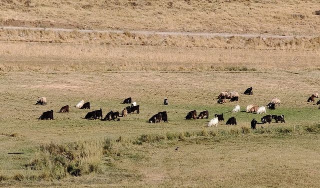 Devletten bu kişilere küçükbaş yardımı yolda