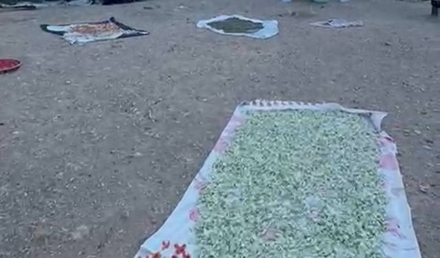 Hizan’ın dağ köylerinde kışlık kurutmalık hazırlıkları başladı