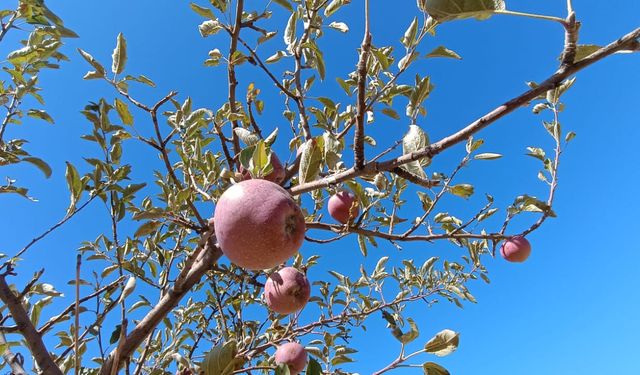 Güroymak’ta elma hasadı başladı: Fiyatlar yüksek, verim düşük