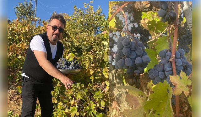 Hizan’da üzüm hasadı başladı