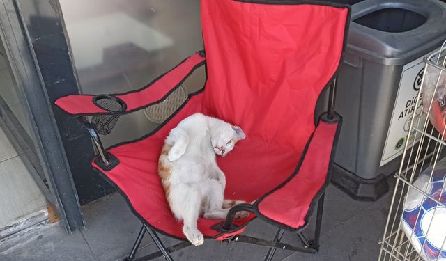 Kamp sandalyesinde keyif çatan kedi görenleri gülümsetti