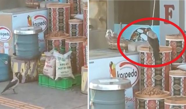 Ahlat’ta karganın ceviz hırsızlığı gülümsetti