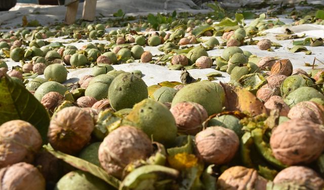 Adilcevaz’da “Ceviz Yetiştiriciliği ve İnovasyonu” Paneli düzenlenecek