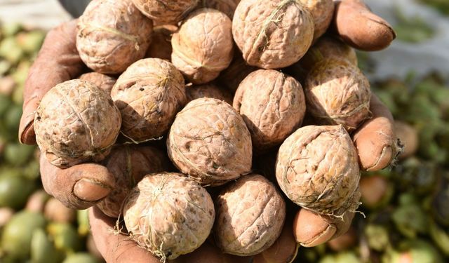 Adilcevaz’da son cevizler hasat ediliyor