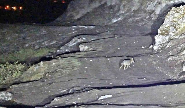 Gece Budaklı Kaplıcaları'nda kurt tehlikesi!