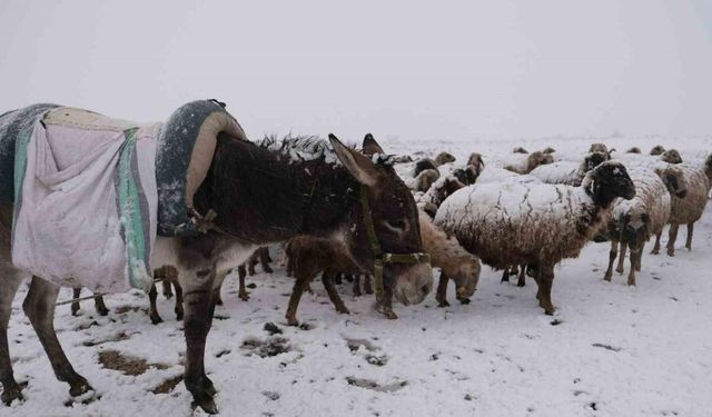 Göçerler kara yaylada yakalandı