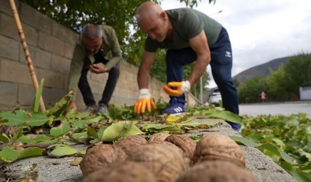 İnce kabuklu, dolu içli Erzincan cevizinde hasat zamanı