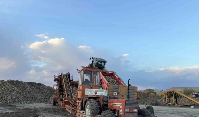 Kars’ta şeker pancarı hasadında yoğun mesai: Çiftçiler zamanla yarışıyor