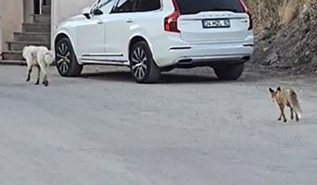 Köpeğin peşine takılan tilki kamerada