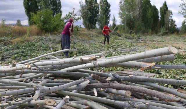 Köylerde kışlık odun hazırlığı