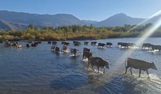 Kuraklık nedeniyle nehrin debisi büyük oranda düşünce büyükbaş hayvanlar karşıya yürüyerek geçti