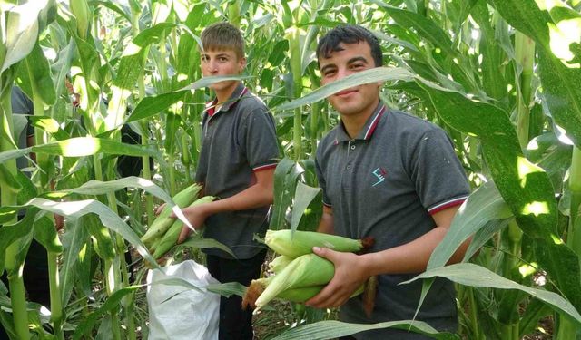 Malatya’da Tarım Lisesi Öğrencileri silajlık mısır hasadına başladı