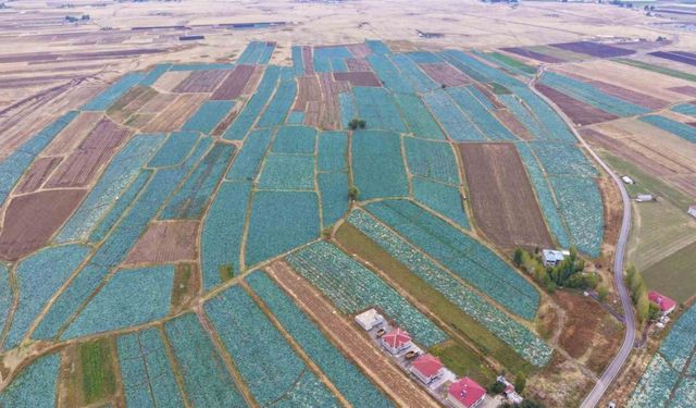 Muş Ovası’nda lahana hasadı başladı: 150 milyon liralık katkı bekleniyor