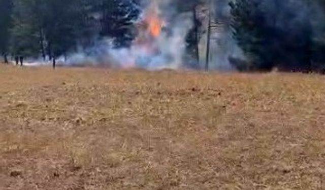 Sarıkamış ormanlarında örtü yangını