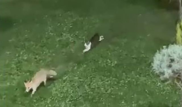 Şemdinli’de kedi ile tilkinin oyun keyfi