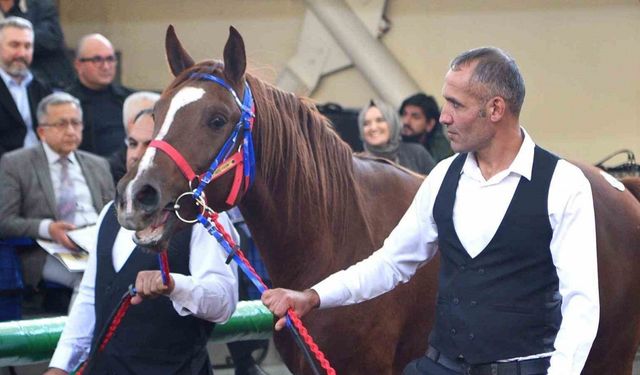 Sultansuyu’nun şampiyon tayları Veliefendi’de rekor fiyatlara satıldı