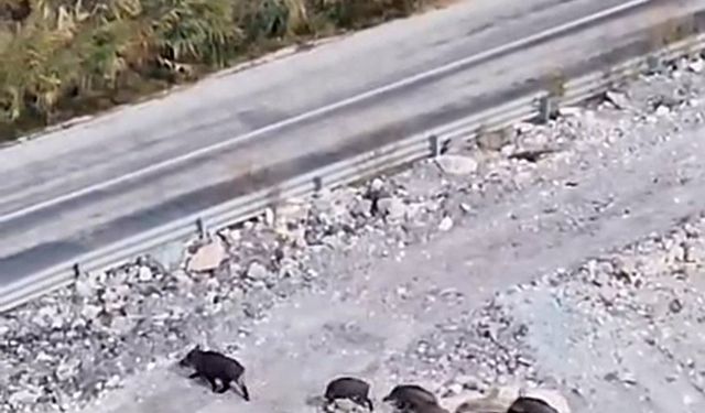 Yüksekova’da domuz sürüsü görüntülendi