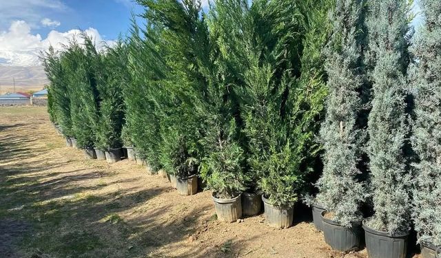 Aydınlar Beldesi’nde 5 bin çam fidanı toprakla buluşacak