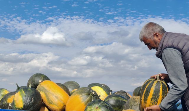 Bitlis’te en çok kara kabak tercih ediliyor