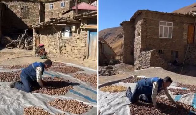 Hasat edilen cevizler kurutulmaya bırakıldı