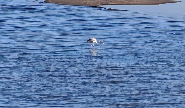 Ahlat Sahilinde İlk Kez Flamingo Görüldü