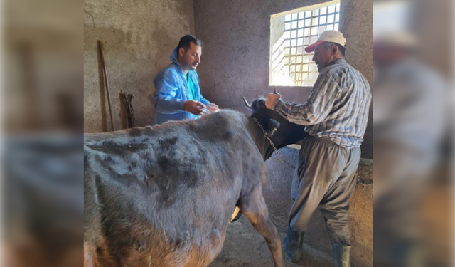 Güroymak’ta şapla mücadele hız kesmiyor