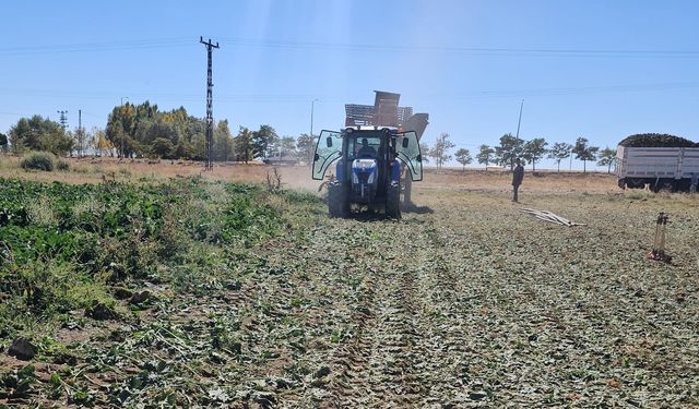 Adilcevaz'da şeker pancarı sökümüne başlandı