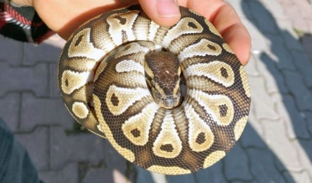 Yavru pitonu cebinde taşıyordu: Asayiş uygulamasında yakalandı