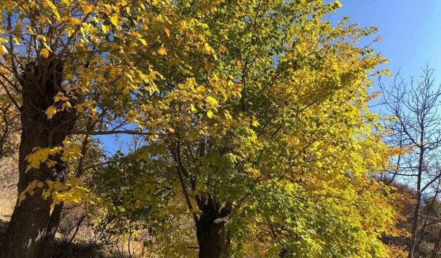 Arapgir’de sonbahar doğal güzelliğiyle görenleri hayran bıraktırıyor