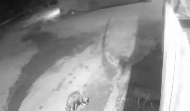 Aşkale'de aç kalan kurtlar köyde görüldü