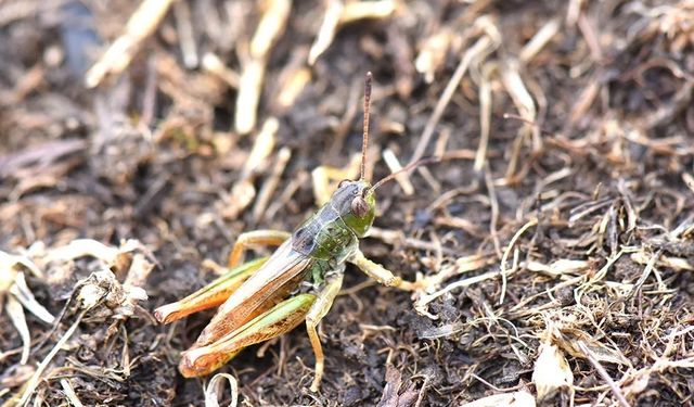 Bilim insanları yeni bir çekirge cinsi keşfetti