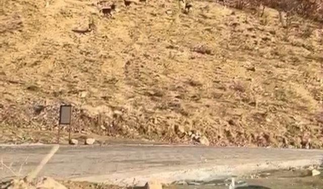 Elazığ'da nesli tükenme tehdidi altında olan dağ keçileri görüntülendi