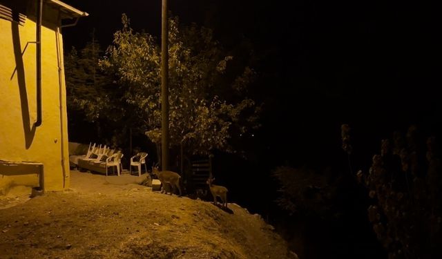 Evlerin arasında dolaşan dağ keçileri kameraya yansıdı