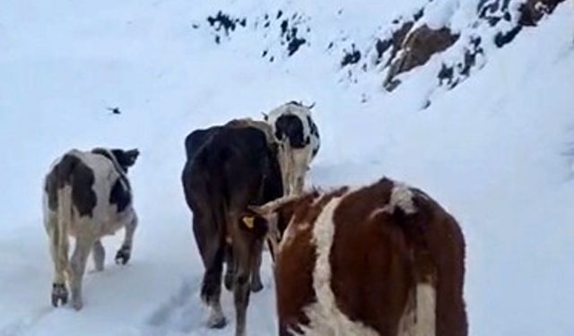 Hizan yaylalarında sürüler karla mücadele ediyor