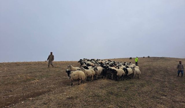 Jandarma, arazide kaybolan koyunları bularak sahibine ulaştırdı
