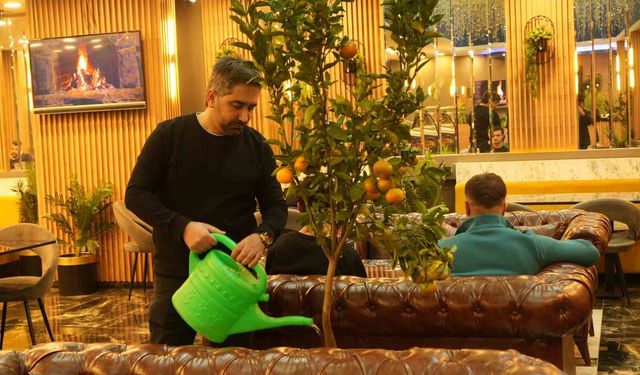 Kafede yetiştirdiği mandalinaları müşterilerine ikram ediyor