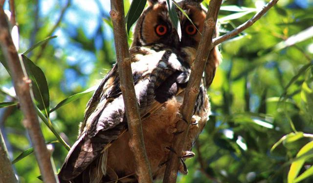 Özalp'te kulaklı orman baykuşu fotoğraflandı