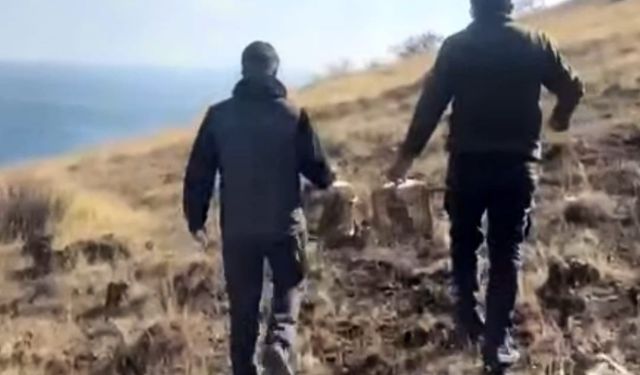 Rehabilite edilen keklikler yeniden doğada