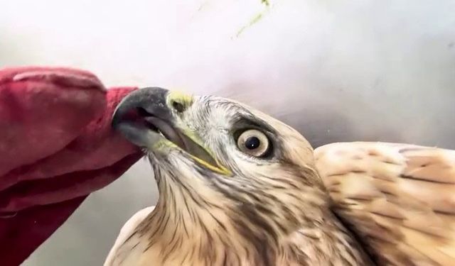 Sağlığına kavuşan kızıl şahin yeniden doğaya salındı