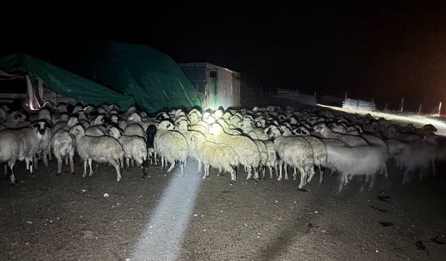 Siste kaybolan 200 koyun drone sayesinde bulundu