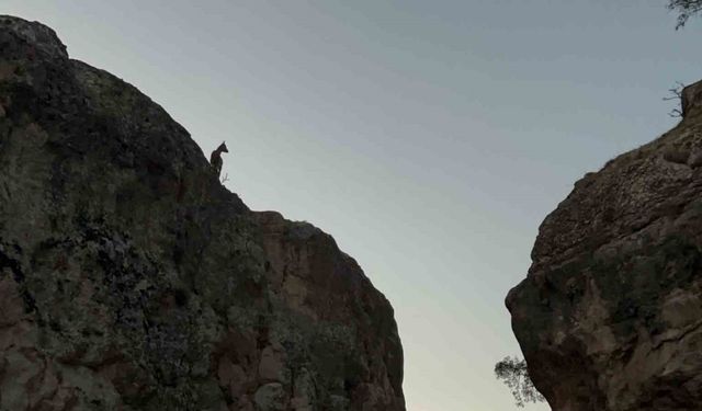 Tunceli’de dağ keçileri görsel şölen oluşturuyor