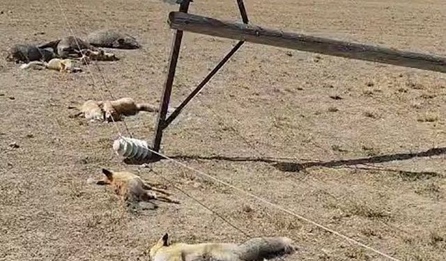 Van’da düşen elektrik hattı yaban hayvanlarının ölümüne neden oldu