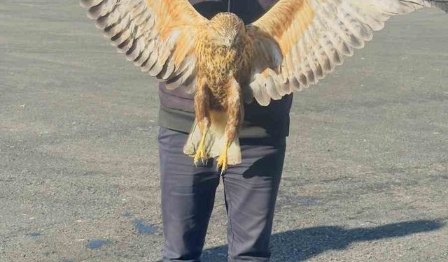 Yüksekova’da bulunan yaralı baykuşu tedavi altına alındı