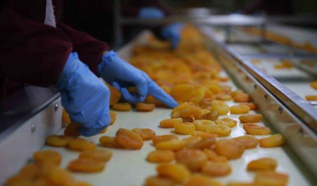 Zirai don etkisine rağmen Malatya kayısısında hedef 300 milyon dolar gelir