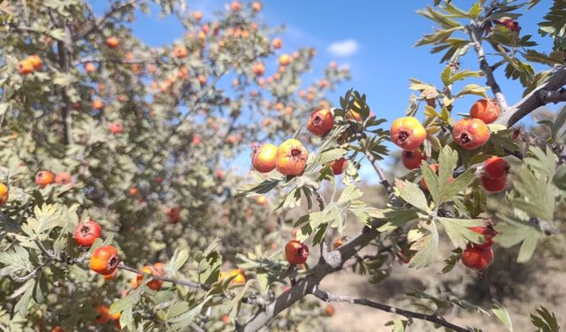 Ahlat’ta vatandaşlar alıç toplamaya devam ediyor