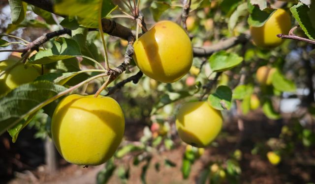 Ahlat’ta elma hasadı devam ediyor