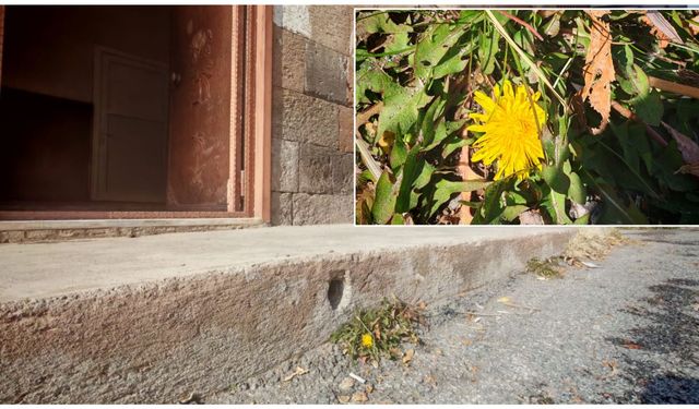 Ahlat'ta mevsimlere inat açan çiçek dikkat çekti